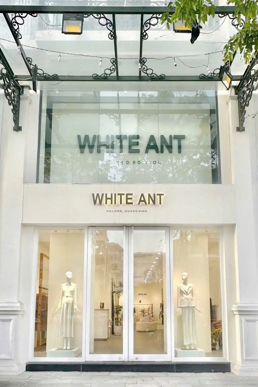 WHITE ANT QUANG NINH, VIETNAM